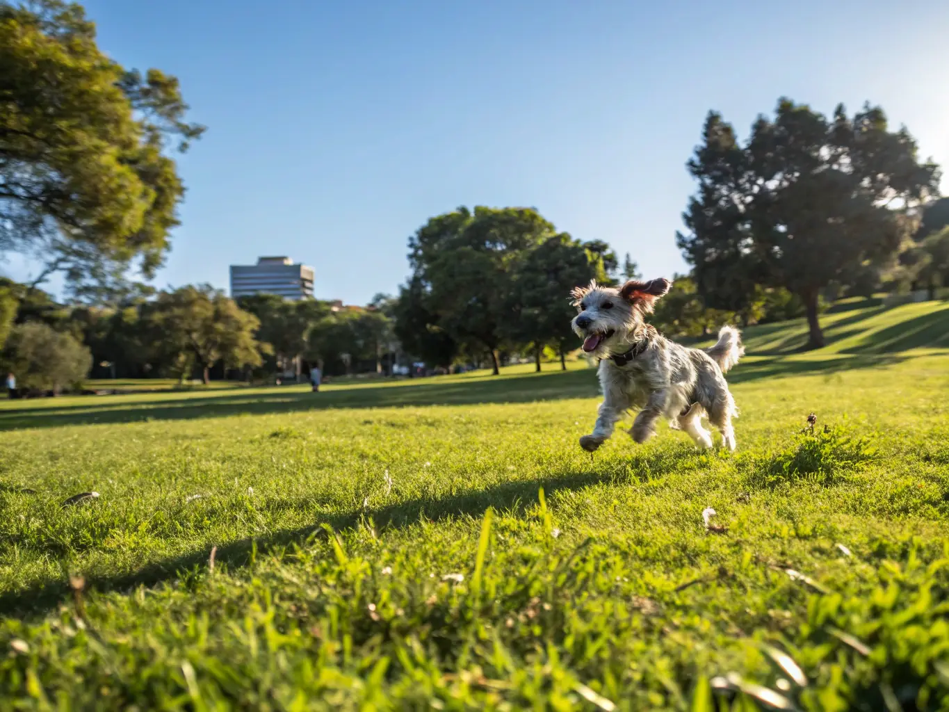 reiki-paws-soin-énergétique-pour-les-chiens