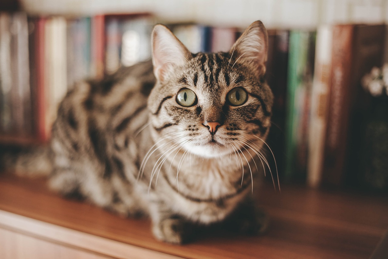 chat-stressé