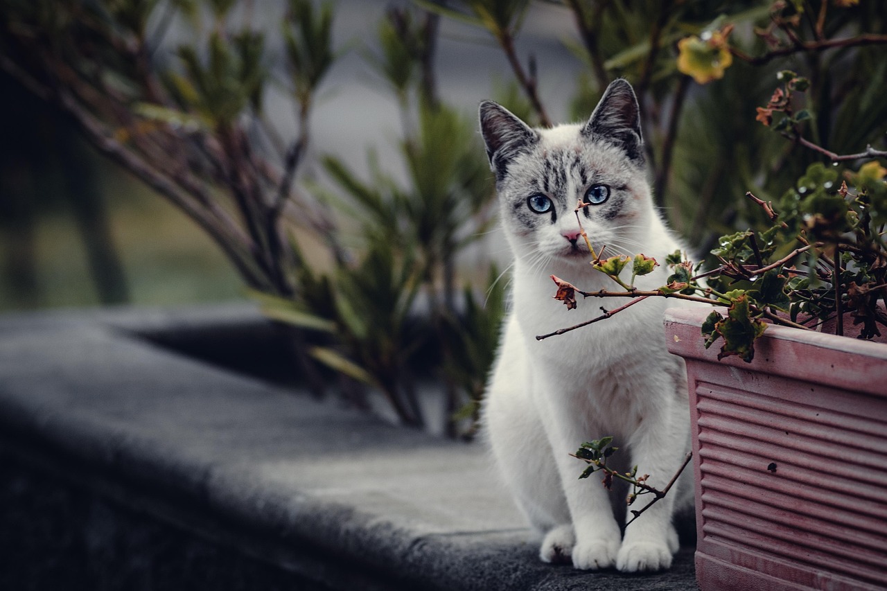 Reiki-chat-stress