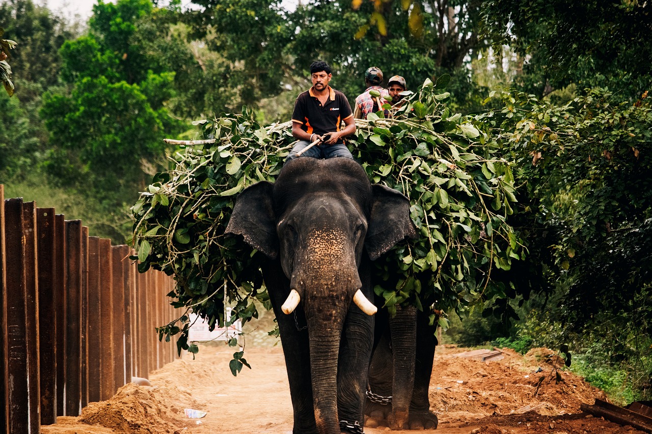 soin-Reiki-éléphant- soin-distance